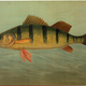 Illustration for article titled Fishes of North America That are Captured on Hook and Line